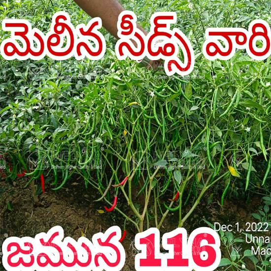 MELYNA JAMUNA 116 slider image 4