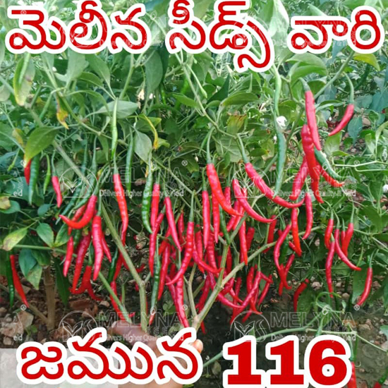 MELYNA JAMUNA 116 slider image 1