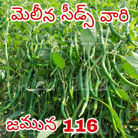 MELYNA JAMUNA 116 slider image 6