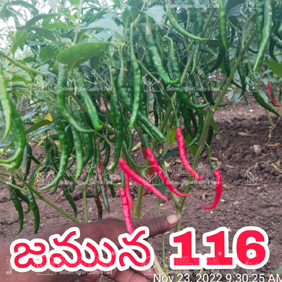 MELYNA JAMUNA 116 slider image 9