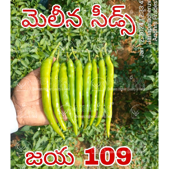 MELYNA JAYA 109 slider image 1