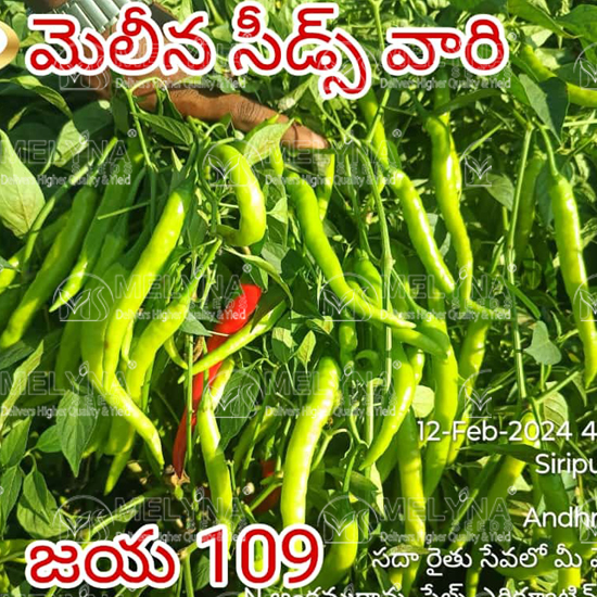 MELYNA JAYA 109 slider image 2