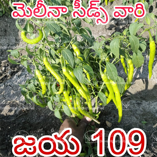 MELYNA JAYA 109 slider image 3