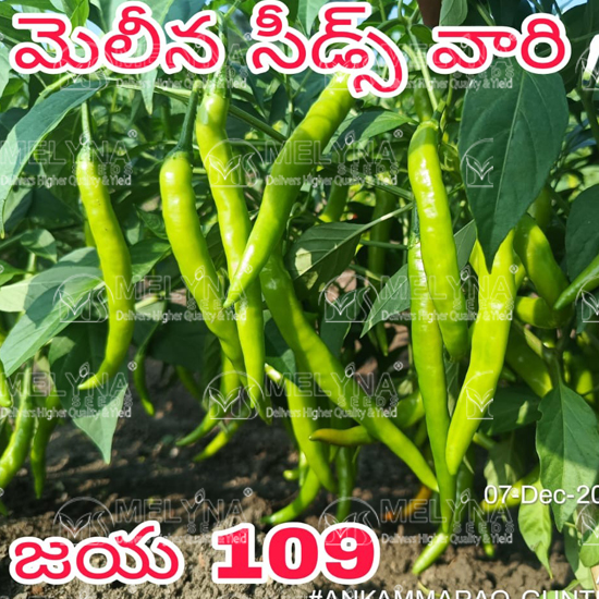 MELYNA JAYA 109 slider image 4