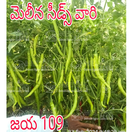 MELYNA JAYA 109 slider image 5