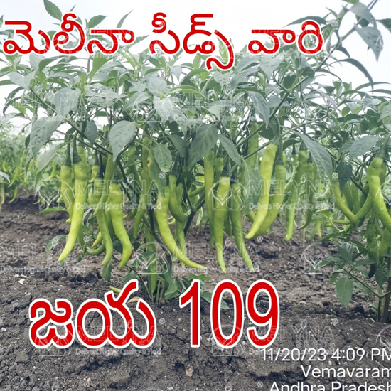 MELYNA JAYA 109 slider image 6