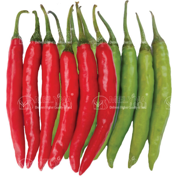 MELYNA KALI 164 slider image 1