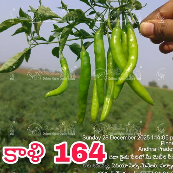 MELYNA KALI 164 slider image 3