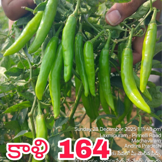 MELYNA KALI 164 slider image 2