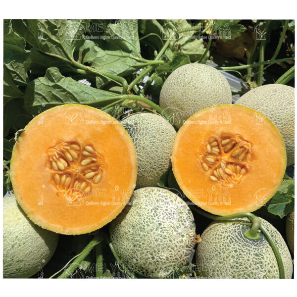 MELYNA KASTURI 990 slider image 1