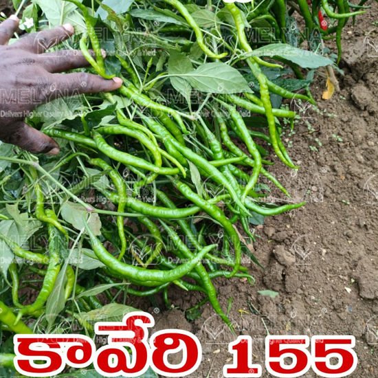 MELYNA KAVERI 155 slider image 2