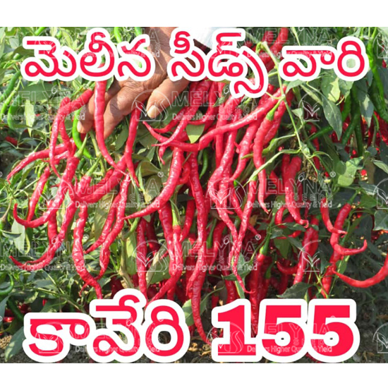 MELYNA KAVERI 155 slider image 3