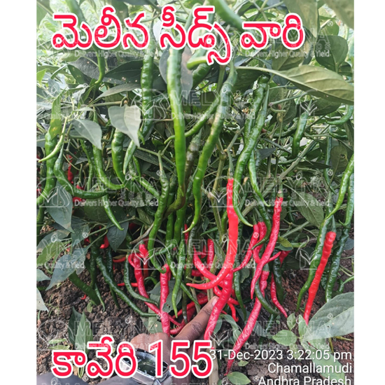 MELYNA KAVERI 155 slider image 6