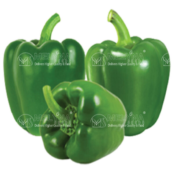 MELYNA KUSUMA 103 slider image 1