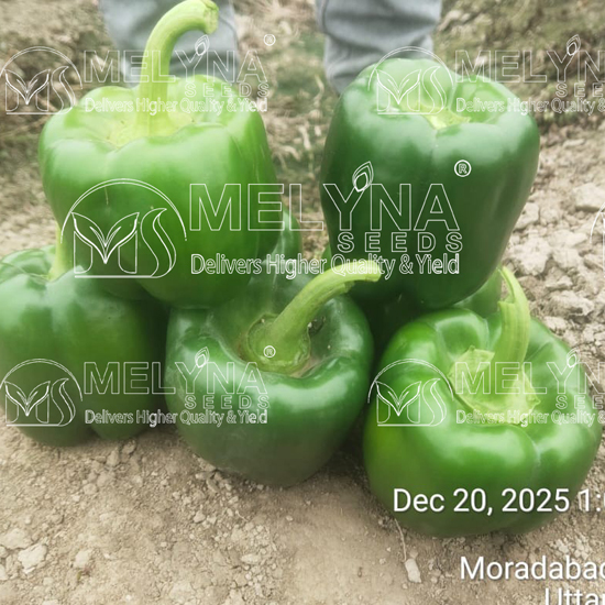 MELYNA KUSUMA 103 slider image 2