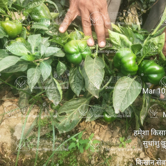 MELYNA KUSUMA 103 slider image 7