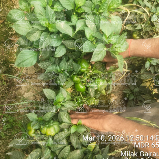 MELYNA KUSUMA 103 slider image 8