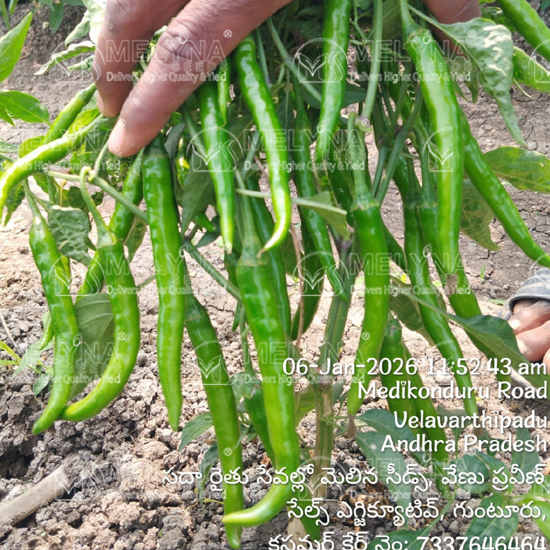 MELYNA MADHAVI 149 slider image 2