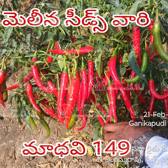 MELYNA MADHAVI 149 slider image 1