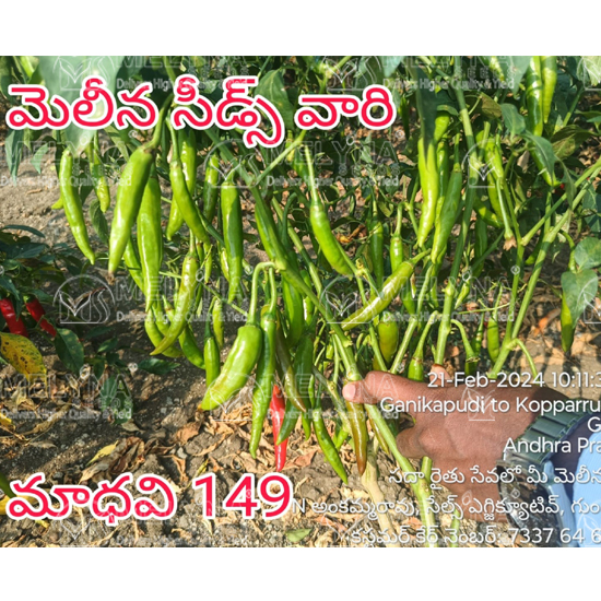 MELYNA MADHAVI 149 slider image 9