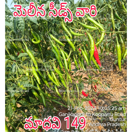 MELYNA MADHAVI 149 slider image 6