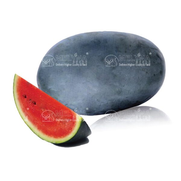 MELYNA MADHU 881 slider image 1