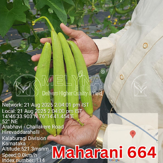 MELYNA MAHARANI 664 slider image 2