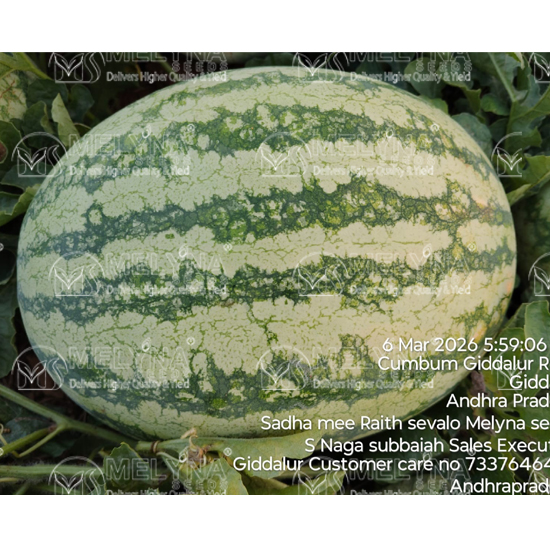 MELYNA MAHITHA 886 slider image 1