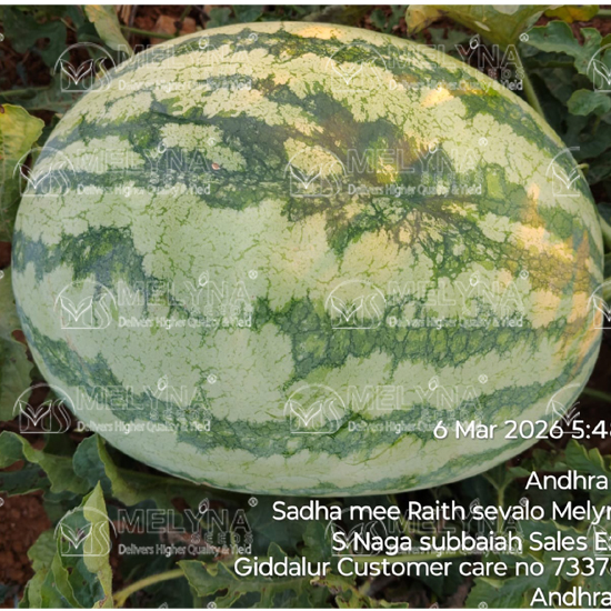 MELYNA MAHITHA 886 slider image 2