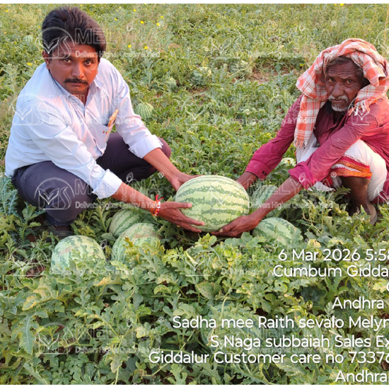 MELYNA MAHITHA 886 slider image 3