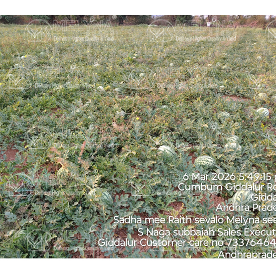 MELYNA MAHITHA 886 slider image 5