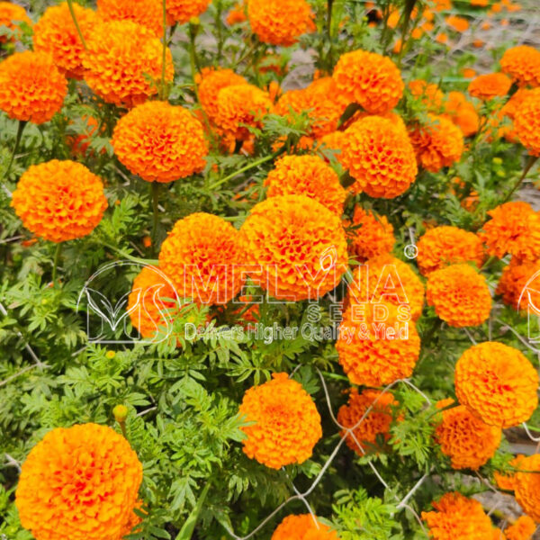 MELYNA ANANDI 3003 slider image 2