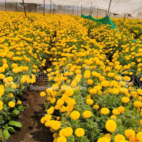 MELYNA NANDI 3001 slider image 2