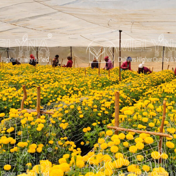 MELYNA NANDI 3001 slider image 4