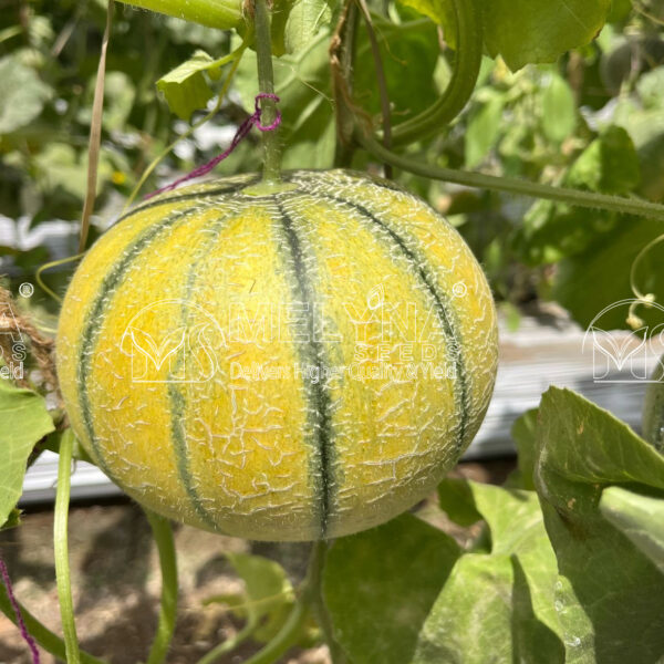 MELYNA KASTURI 990 slider image 2