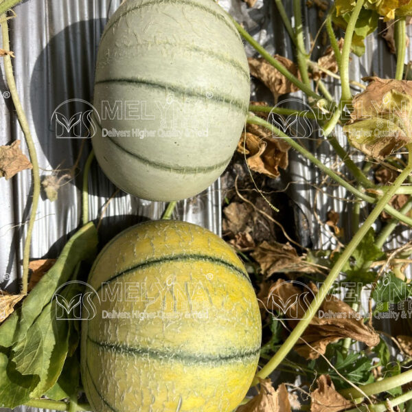 MELYNA KASTURI 990 slider image 3