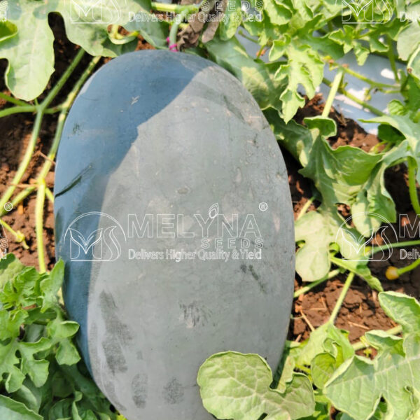 MELYNA SIRI 810 slider image 3