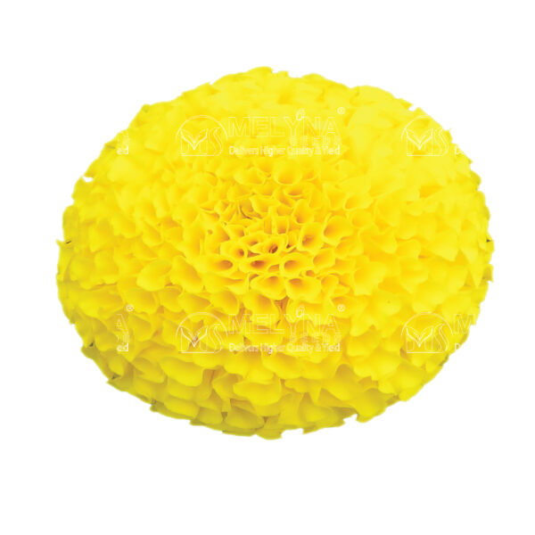 MELYNA NANDI 3001 slider image 1