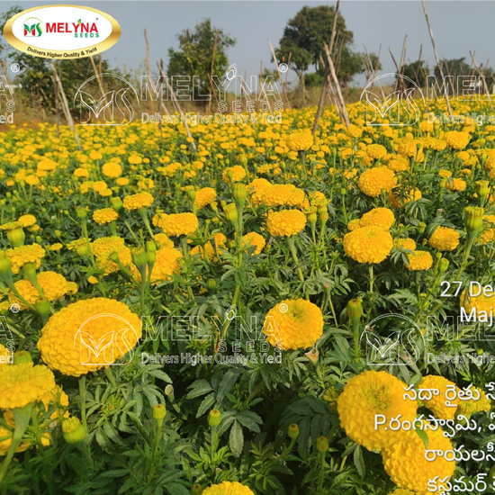 MELYNA NANDI 3001 slider image 8