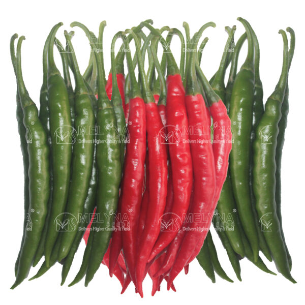 MELYNA NANDINI 135 slider image 1