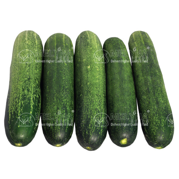 MNELYNA NEHA 775 slider image 1