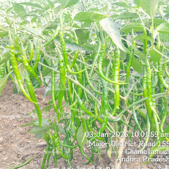 MELYNA NITHYA 072 slider image 2