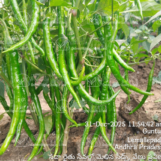 MELYNA NITHYA 072 slider image 3