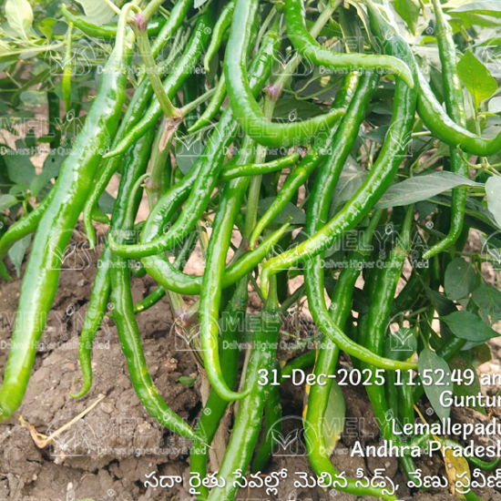 MELYNA NITHYA 072 slider image 4