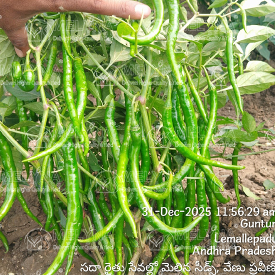 MELYNA NITHYA 072 slider image 5