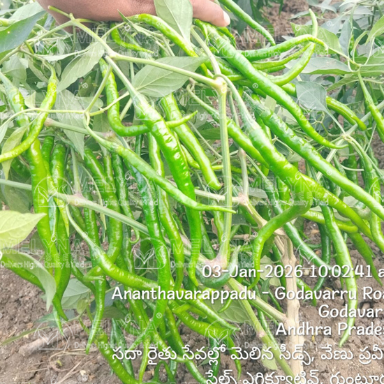 MELYNA NITHYA 072 slider image 6