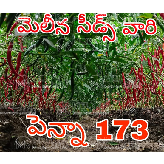 MELYNA PENNA 173 slider image 2