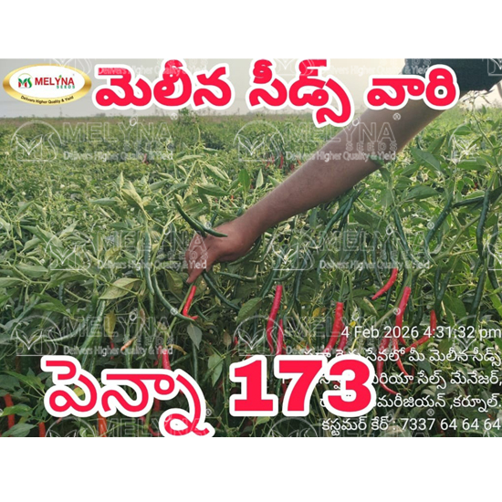 MELYNA PENNA 173 slider image 2