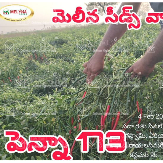 MELYNA PENNA 173 slider image 3