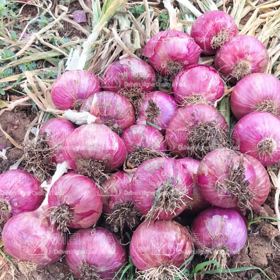 MELYNA PREETHI 1078 slider image 1